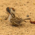 pexels-photo-4129960