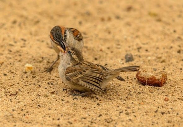 pexels-photo-4129960